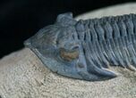 Beautifully Preserved Metacanthina Trilobite #7028-4